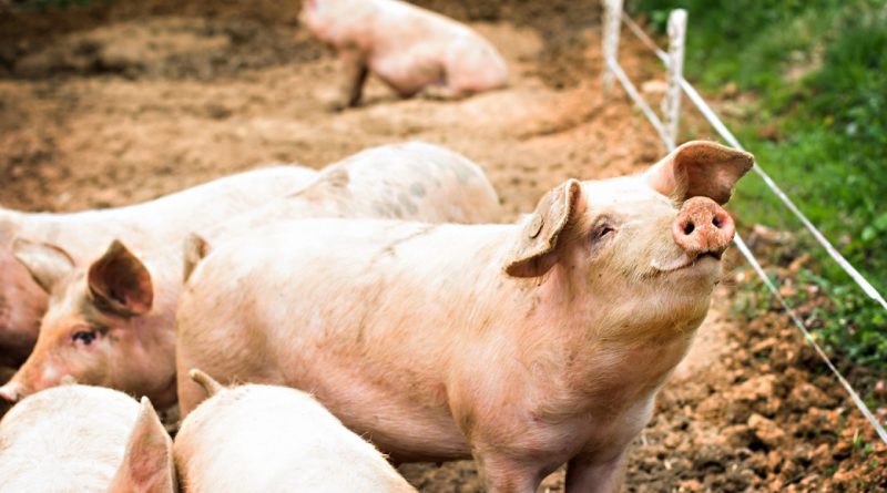Επιστήμονες αναβίωσαν όργανα από νεκρά γουρούνια